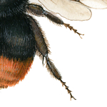 Bombus lapidariu